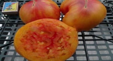 Popis odrůdy rajčat big rainbow, její vlastnosti a produktivita